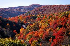 Fall Leaves in NC